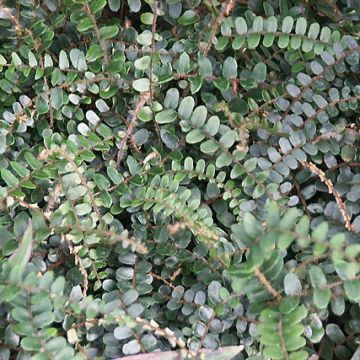 Pellaea rotundifolia - Pellaea