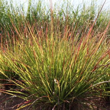 Pennisetum Windy Simonette - Federborstengras