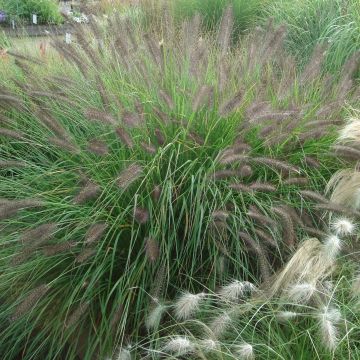 Lampenputzergras f. viridescens - Pennisetum alopecuroïdes