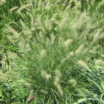 Lampenputzergras Cassian - Pennisetum alopecuroïdes