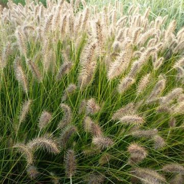 Lampenputzergras Gelbstiel - Pennisetum alopecuroïdes