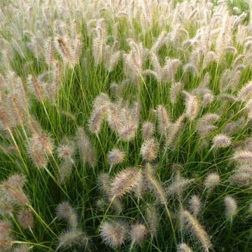 Pennisetum alopecuroides Goldstrich - Herbe aux écouvillons