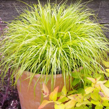 Lampenputzergras Hameln Gold - Pennisetum alopecuroïdes