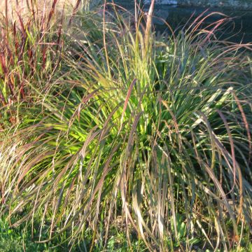 Lampenputzergras National Arboretum - Pennisetum alopecuroïdes