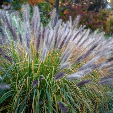 Lampenputzergras Red Head - Pennisetum alopecuroïdes