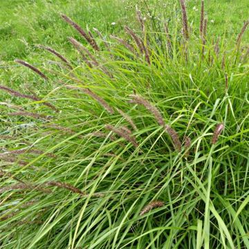 Lampenputzergras - Pennisetum incomptum