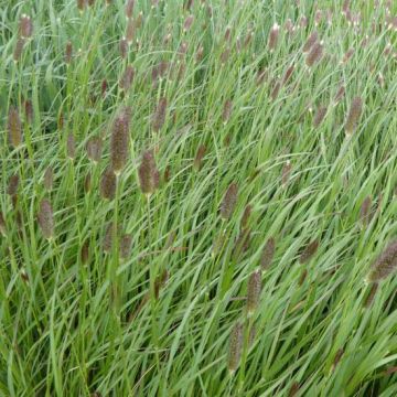 Lampenputzergras Red Button - Pennisetum massaicum