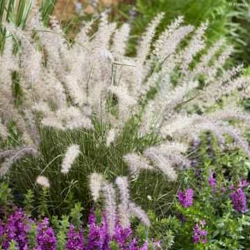 Orientalisches Lampenputzergras JS Dance With Me - Pennisetum orientale