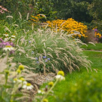 Pennisetum orientale Shogun - Herbe aux écouvillons