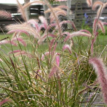 Federborstengras - Pennisetum setaceum