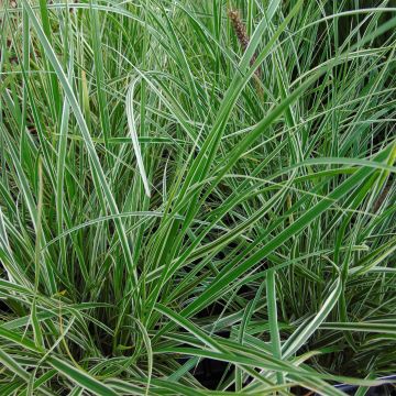 Federborstengras Skyrocket - Pennisetum advena