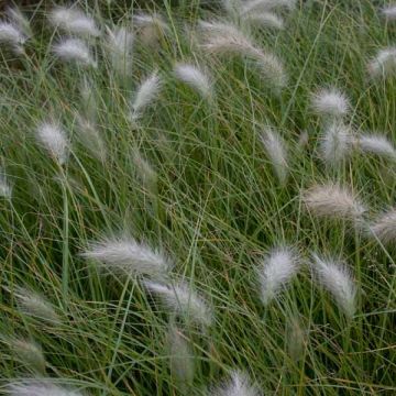 Federborstengras - Pennisetum villosum