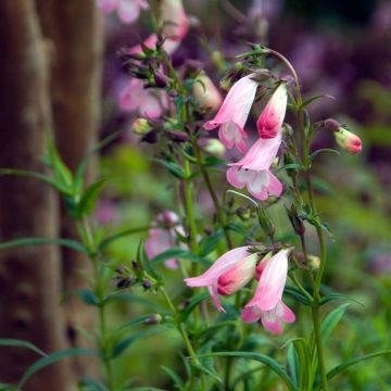 Penstemon Apple Blossom - Bartfaden