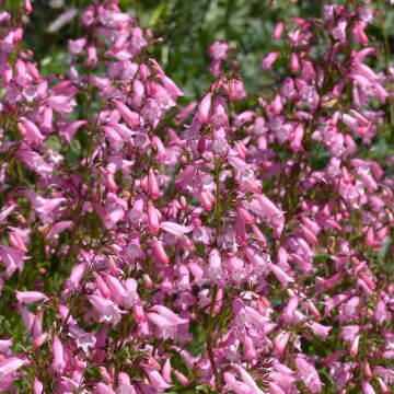 Penstemon Evelyn - Bartfaden