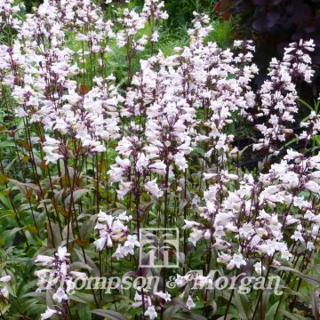 Penstemon digitalis Husker Red (Samen) - Fingerhutförmiger Bartfaden