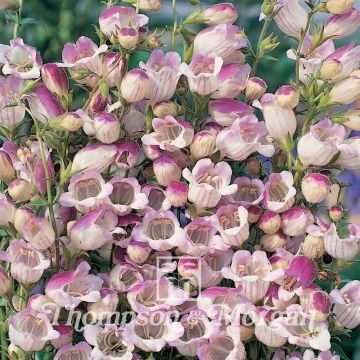 Penstemon Lilac Frost (Samen) - Bartfaden