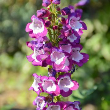 Penstemon Pensham Czar - Bartfaden