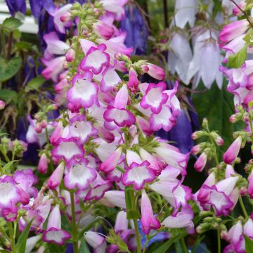 Penstemon Pensham Laura - Bartfaden