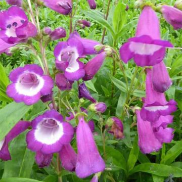 Penstemon Purple Passion - Bartfaden