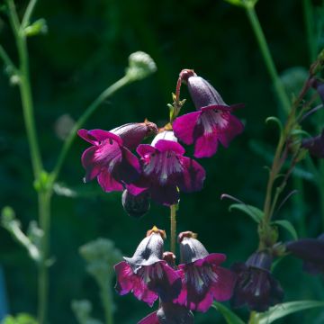 Penstemon Raven - Bartfaden