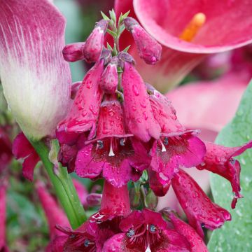 Penstemon Rich Ruby - Bartfaden