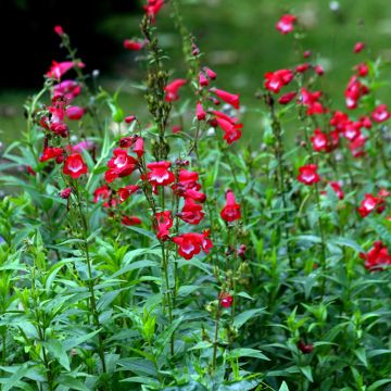 Penstemon Rubicundus - Bartfaden