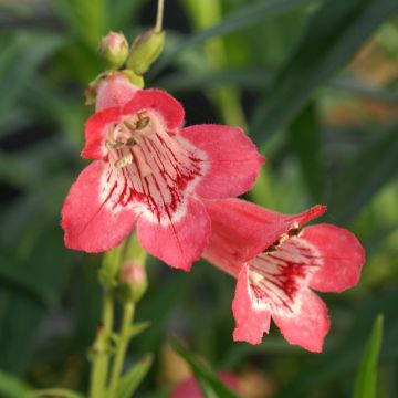 Penstemon Souvenir d'Adrien Régnier - Bartfaden