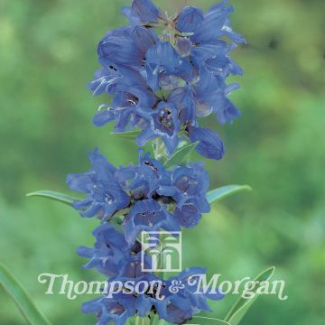 Penstemon heterophyllus True Blue (Samen) - Bartfaden