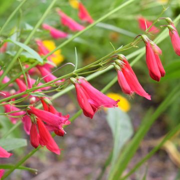 Penstemon barbatus Coccineus - Bartfaden