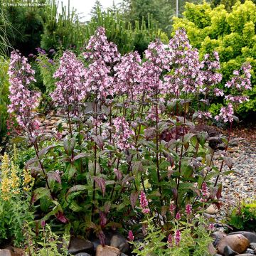 Penstemon digitalis Dakota Verde - Fingerhutförmiger Bartfaden