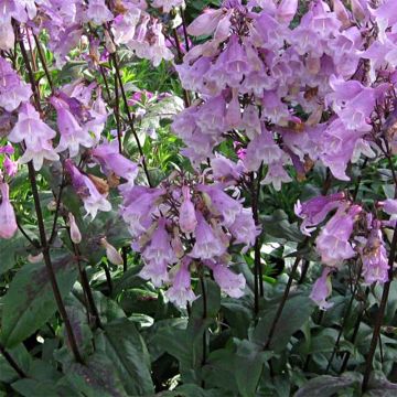 Penstemon digitalis Pocahontas - Fingerhutförmiger Bartfaden