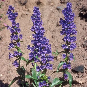 Penstemon glaber - Bartfaden