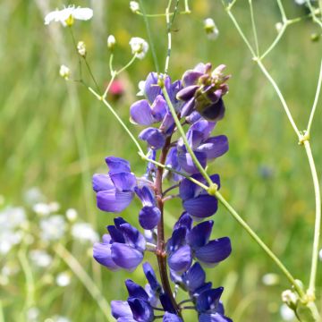 Penstemon glaber - Bartfaden