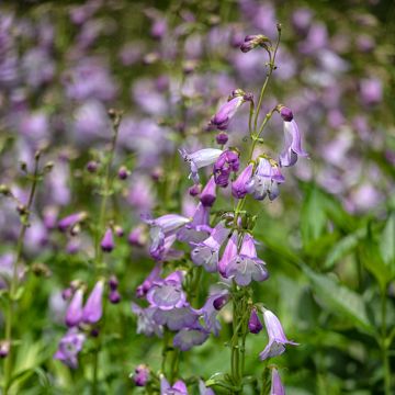 Penstemon Alice Hindley - Bartfaden