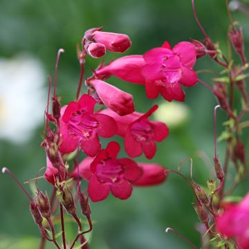 Penstemon Garnet - Bartfaden