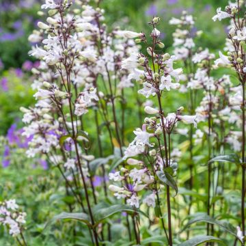 Penstemon hybride Husker Red - Galane