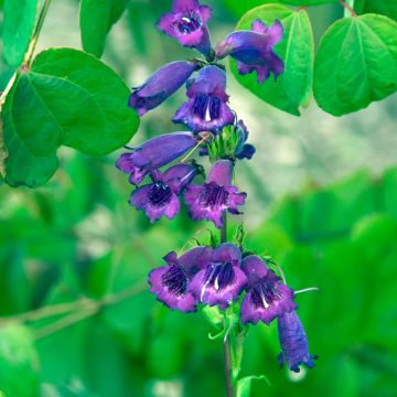 Penstemon Midnight - Bartfaden