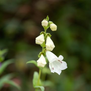 Penstemon White Bedder - Bartfaden