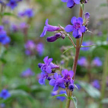 Penstemon mensarum - Bartfaden