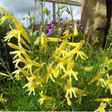 Penstemon pinifolius Mersea Yellow - Bartfaden