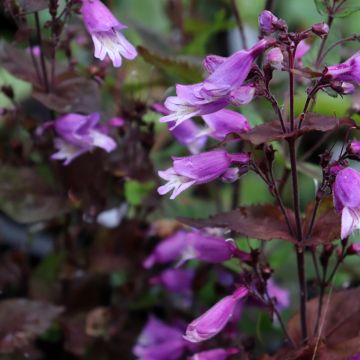 Penstemon smallii - Bartfaden