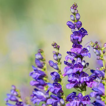 Penstemon strictus - Bartfaden