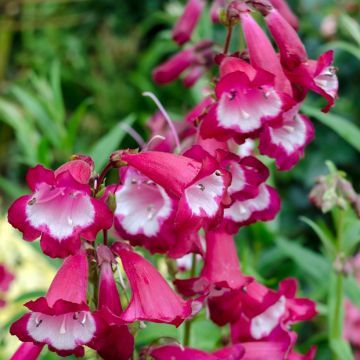 Penstemon x mexicali  Sunburst Ruby - Bartfaden