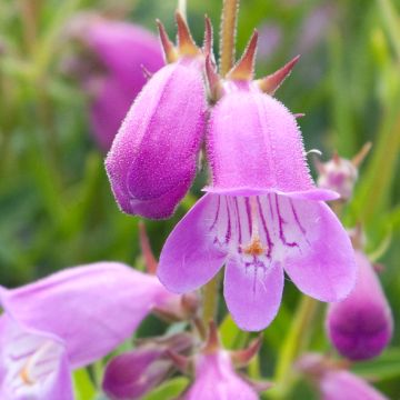 Penstemon x mexicali Sweet Joanne - Bartfaden