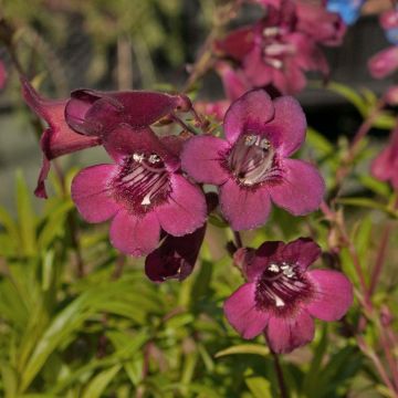 Penstemon Blackbird - Bartfaden