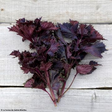 Schwarznessel Rouge ou Shiso