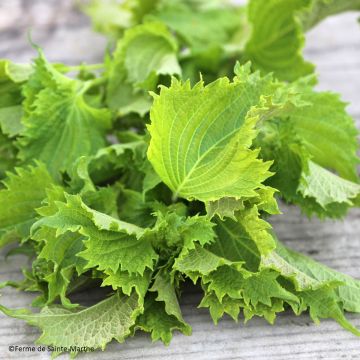 Schwarznessel Vert ou Shiso