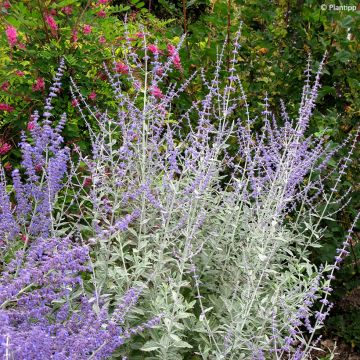 Perovskia Silvery Blue - Sauge d'Afghanistan