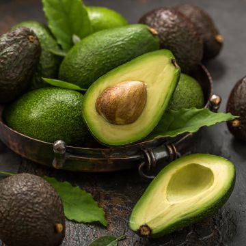 Persea americana Hass - Avocatier