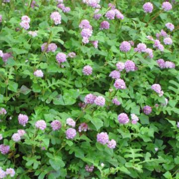 Knöterich Needham's Form - Persicaria runcinata